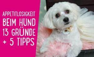 Appetitlosigkeit Hund