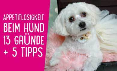 Read more about the article Appetitlosigkeit Hund – Mein Hund will nicht fressen (13 Gründe + 5 Tipps)