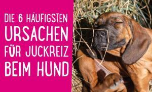 Hund kratzt sich