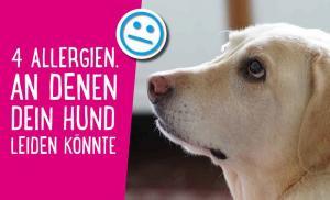 Allergie beim Hund