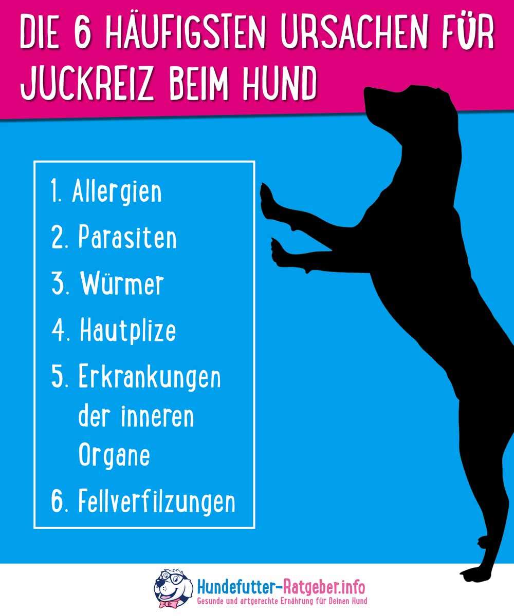 Hund kratzt sich Die 6 häufigsten Ursachen für Juckreiz beim Hund