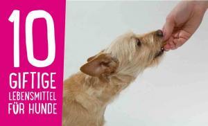 Giftige Lebensmittel für Hunde
