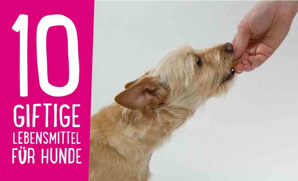 You are currently viewing 10 giftige Lebensmittel für Hunde