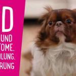 IBD beim Hund – Symptome, Behandlung, Ernährung
