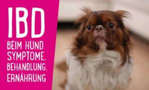 IBD Hund