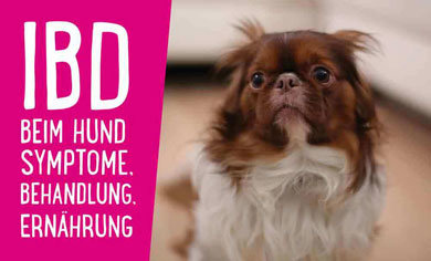 You are currently viewing IBD beim Hund – Symptome, Behandlung, Ernährung