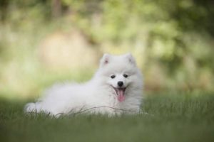 Honig-für-Hunde-im-Alltag-eingesetzt