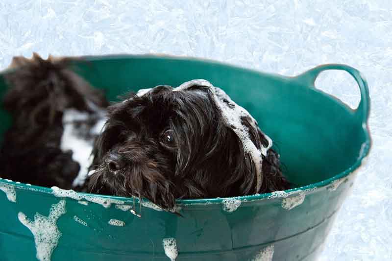 Read more about the article Was du beachten musst, wenn du deinen Hund baden willst