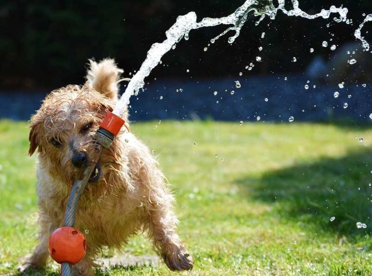 Mehr über den Artikel erfahren Darauf musst du im Sommer unbedingt für deinen Hund achten