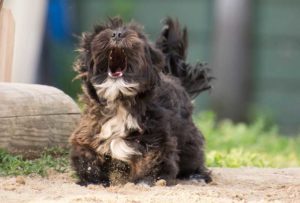 Mein-Hund-bellt-ständig