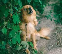 Ständiges-Hundebellen