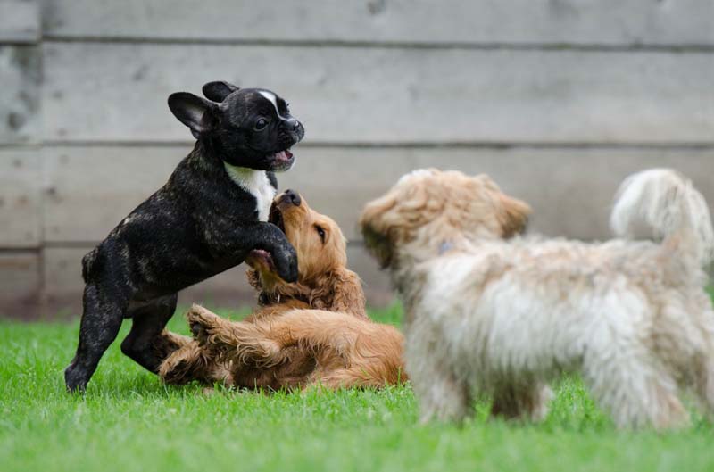 Andere Hunde treffen