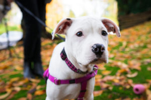 Futter-bei-Sodbrennen-Hund