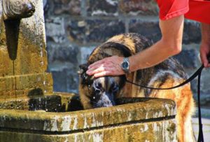 trinkender Hund