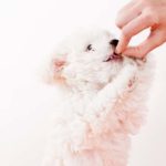 Warum Anifit das bessere Hundefutter hat