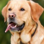 Welches Futter passt am besten zu meinem Labrador?