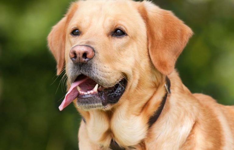Mehr über den Artikel erfahren Welches Futter passt am besten zu meinem Labrador?