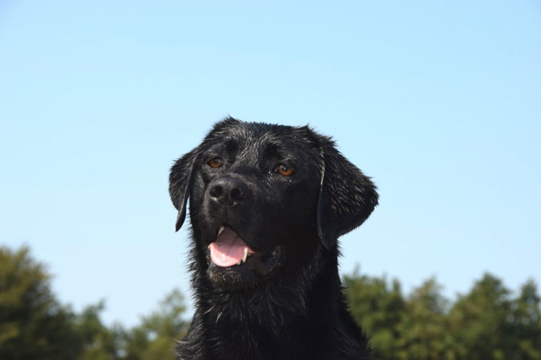 Mehr über den Artikel erfahren Die Ausschlussdiät beim Hund – wie sie funktioniert und wann sie nötig ist