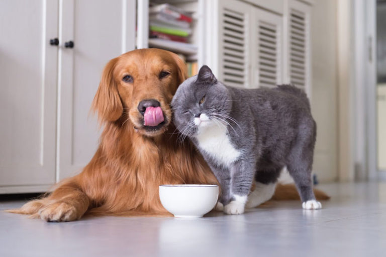 Mehr über den Artikel erfahren Was würde passieren, wenn mein Hund Katzenfutter frisst?