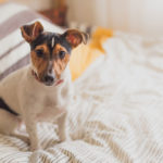 Welches Hundefutter braucht es bei Übersäuerung?