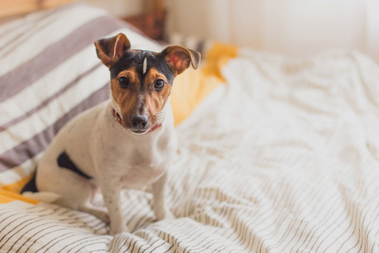 Mehr über den Artikel erfahren Welches Hundefutter braucht es bei Übersäuerung?