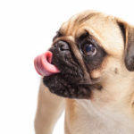 Warum Innereien in der Hundeernährung so wichtig sind 🐶