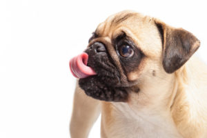Innereien in der Hundeernährung