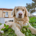 Lebererkrankung beim Hund – Symptome, Behandlung, Ernährung