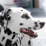 Purinarmes Hundefutter – was bedeutet das und wann kommt es für meinen Hund in Frage?