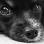 Hilfe, mein Hund hat einen Giftköder erwischt! Was kann ich tun?