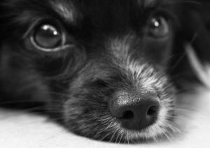 Hund-hat-Giftköder-erwischt