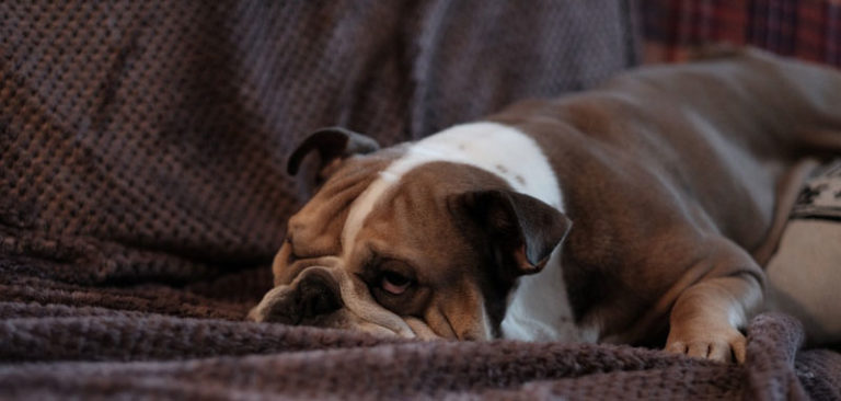 Dem Hund beim Entspannen helfen 7 Tipps, die du sofort umsetzen kannst