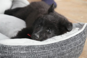 Hund-Urlaubsbetreuung