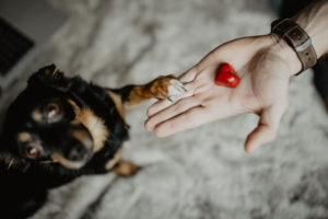 BARF-Rezepte-und-Grundrezept