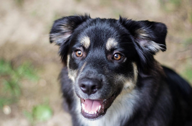 Mehr über den Artikel erfahren Die wichtigsten natürlichen Zutaten und Rohstoffe im Hundefutter: was muss enthalten sein?