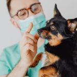 Das richtige Hundefutter bei Analdrüsenproblemen