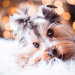 Weihnachtsrezepte für Hunde (& was du rund ums Fest sonst noch unbedingt wissen musst)