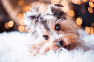 Weihnachten-für-Hunde