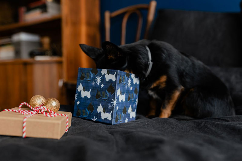 Weihnachtsgeschenk-für-Hunde