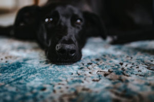 Milbenarten-beim-Hund
