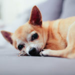 Welches Futter passt am besten zu meinem Chihuahua?