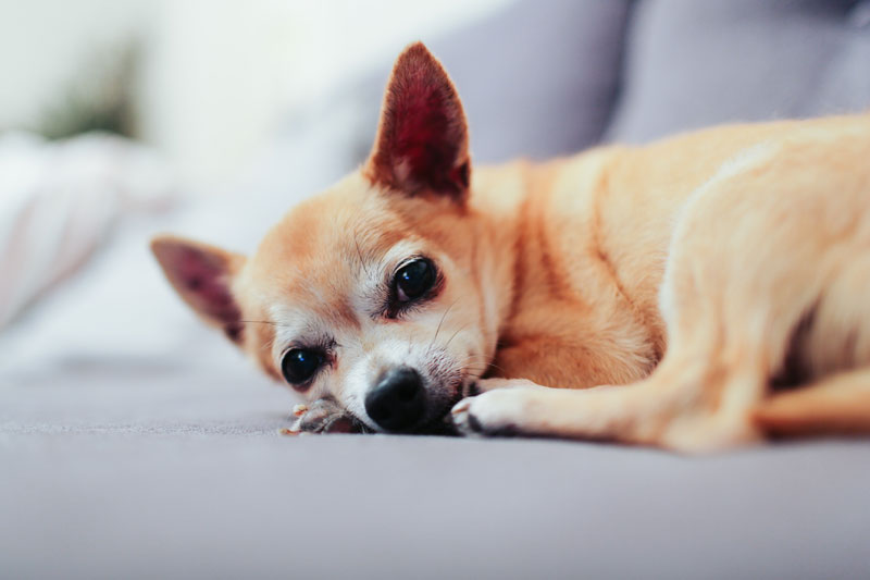 Read more about the article Welches Futter passt am besten zu meinem Chihuahua?