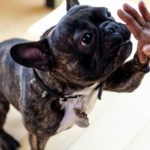 Warum muss ich meinem Hund getreidefreies Hundefutter kaufen?