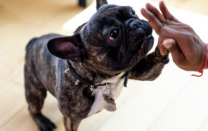 Warum-getreidefreies-Hundefutter