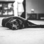 Demenz bei Hunden – was muss man bei der Fütterung nun beachten?