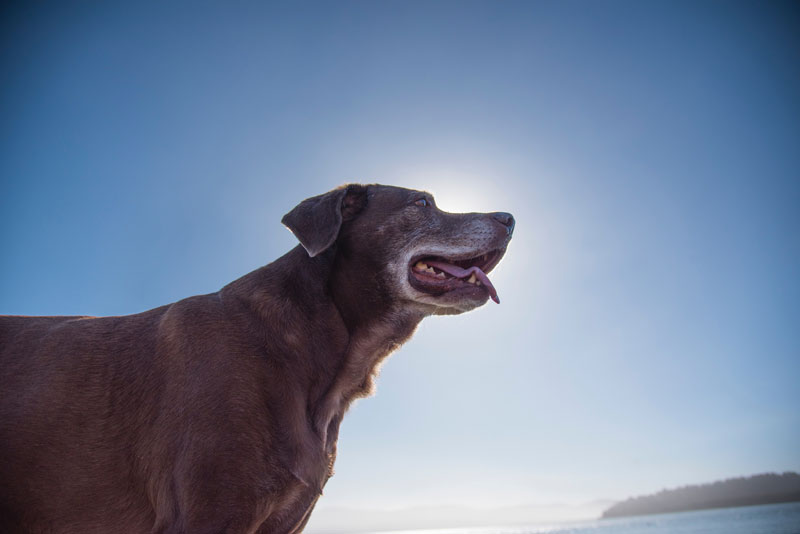 Hund-mit-Demenz