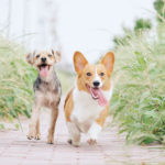 Die 4 % Lüge beim Hundefutter Kauf – wie hoch ist der Fleischanteil wirklich?