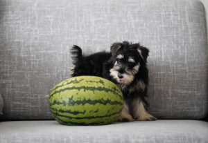 Hundefutter-Mythen-2020-2021