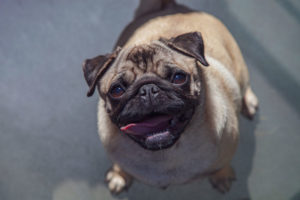 Hundefutter-in-Lebensmittelqualität