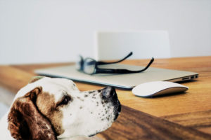 Produktrückruf-von-Hundefutter